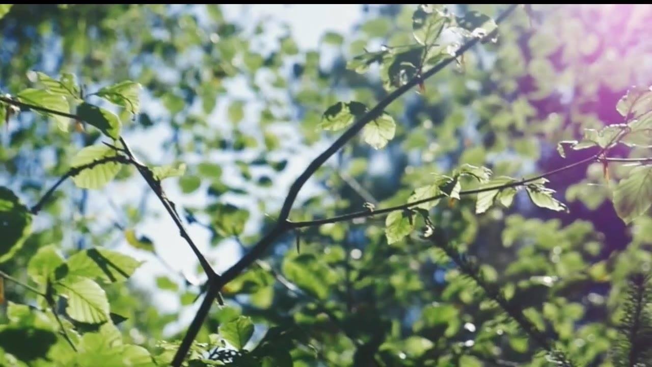 Gradinita Bergman Nature Kindergarten